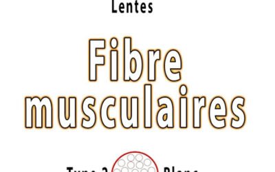 Les différents types de fibres musculaires.